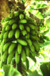 bananas.jpg (22353 bytes)