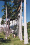 St. Kitts church