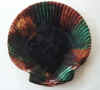 Wedgwood Shell Plate