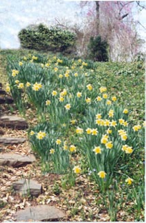 daffodils
