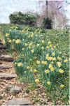 Stoney Grove daffodils