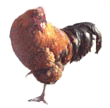 One Cock