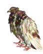 Two Pigeons