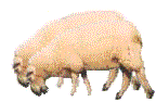 Two Sheep