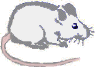 mouses everywhere
