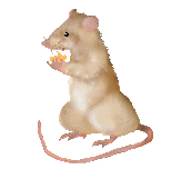 Chester?