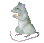 hungry mouse