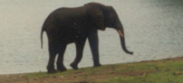 Do you see elephants?