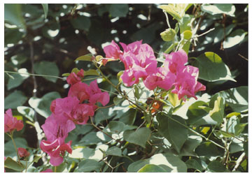 Ann's postcard